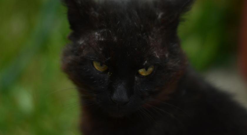 Гостиница Motel Oxygen Коктебель-74